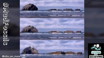 Giant MudFossil Collection