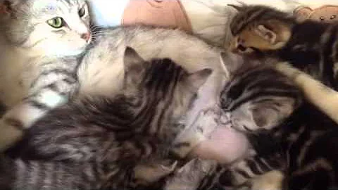 Video 835841: bengal maine coon kitten, feeding maine coon kitten, silver tabby