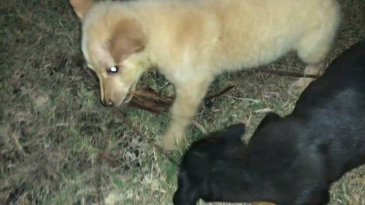 Our Family Dog’s Funniest Moments 🐶😂