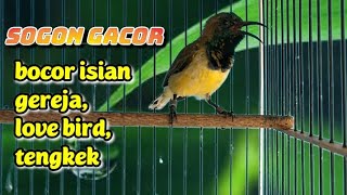 Sogon Gacor isian love bird,gereja dan tengkek.cocok untuk pancingan dan masteran.