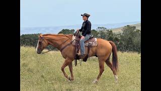 Wade Hip #14 ~ 2012 Grade Gelding ~ He's a Been There Done That Experienced Ranch/Trail Horse!