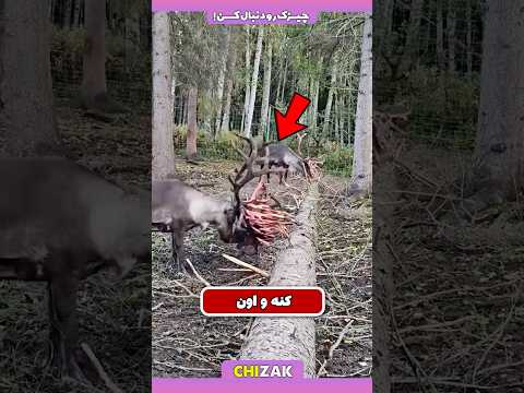 پوست اندازی شاخ گوزن عجیب ترین اتفاق در دنیای طبیعت