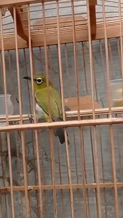 Burung Pleci Auriventer Betina Memanggil