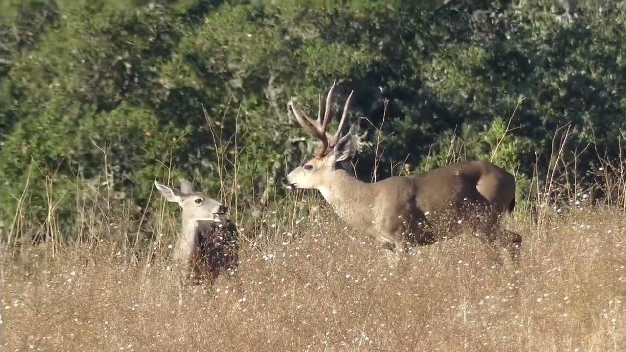 Buck In Rut YouTube buck-in-rut-youtube