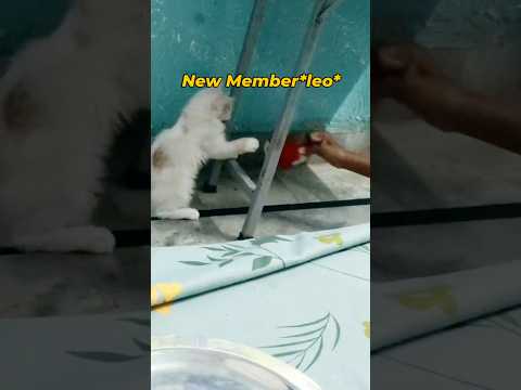 #persiancat #2monthpersiankitten #newfamilymemberleo #leo #minivligofkitten#wowsong #trendingwowsong