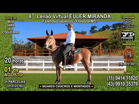 LOTE 35 - 8º LEILÃO VIRTUAL EULER MIRANDA - MUARES CHUCROS E MONTADOS - TV MUARES (19) 997 21 4571