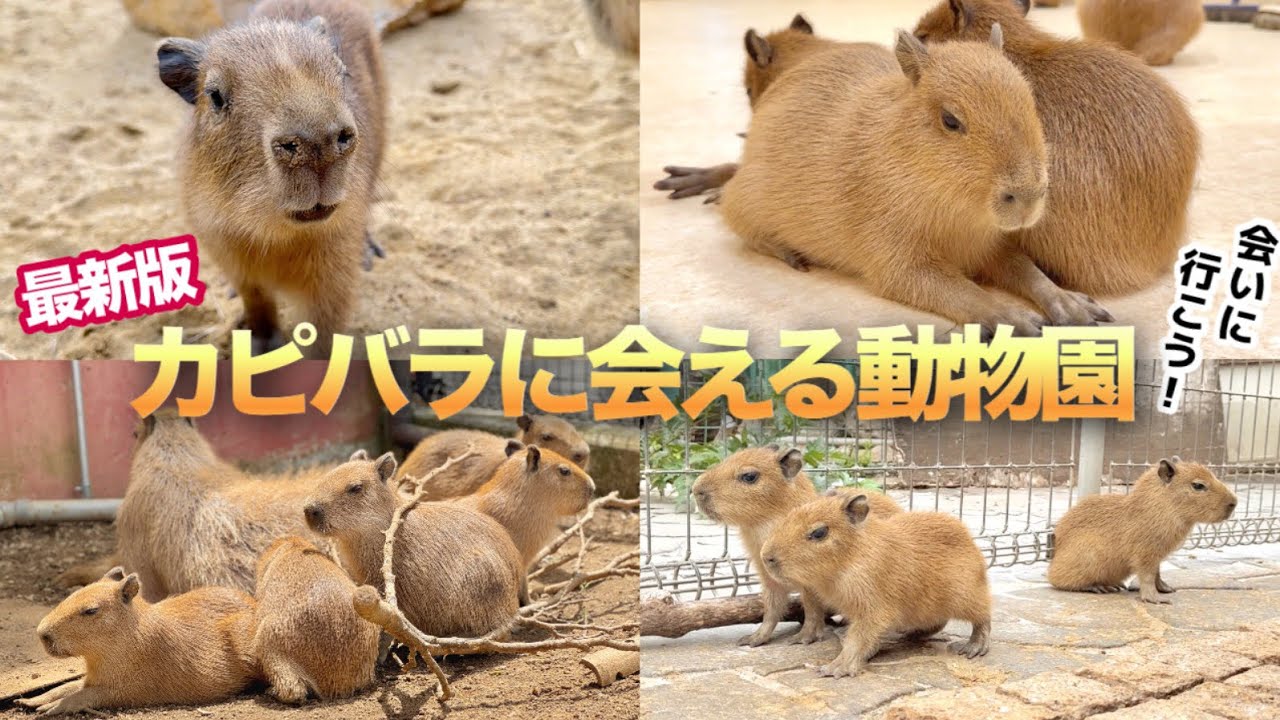 Latest] 27 Zoos in Japan Where You Can Meet Capybaras💛 - YouTube