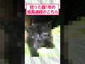 【2ch面白いスレ】拾った猫の成長過程#2ch #2ch面白いスレ