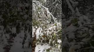 Новосибирск . Академгородок .