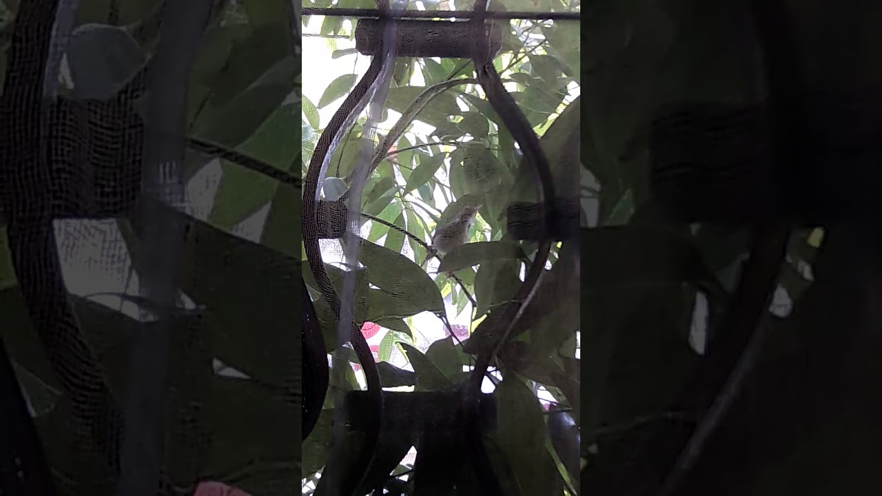 Tailorbird singing along 