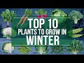 Top 10 winter plants #youtube #winterplants #organicgrowing