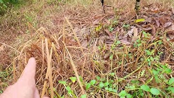 THẾ NÀO LÀ THUỐC TRỪ CỎ SINH HỌC- ĐỪNG BỊ LỪA: 0918 456 457- 0375 456 457- 0945 456 457-0385 456 456