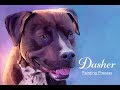 Dasher pit bull art