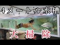 [水槽] 大型水槽 の大掃除。4メートル水槽はこの様にして洗う。[アクアリウム]
