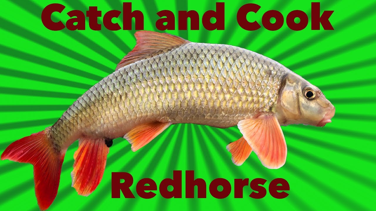 REDHORSE sucker Catch and Cook - YouTube