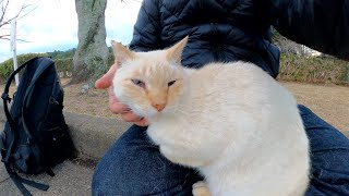笹かまぼこみたいな猫がひざの上に登って落ち着く場所を探す