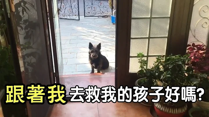 (后续)  万物皆有灵！天气寒冷狗妈妈生宝宝了，狗爸爸跑到陌生人家门口求助，带领好心人去救自己的老婆和孩子。 - 天天要闻