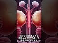 血尿だと何の病気を疑うか? #shorts