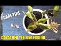 Calathea yellow fusion  care tips  khlmn tips