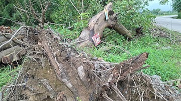 Bài rượu thuốc trị liệt dương,đau lưng,đau khớp gối rất hay