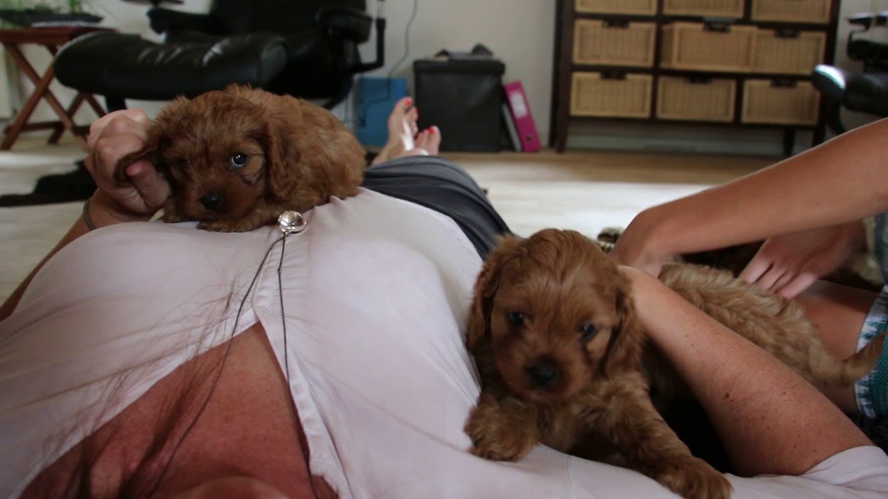 Cavapoo hvalpe på 7 uger