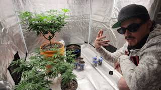 How To Grow Weed Indoors From Seed to Harvest For Beginners 2023 Weekly Grow Series Part 1