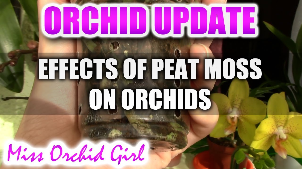 The effect of peat moss on epiphyte Orchids 