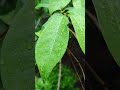 Light Rain on Leaves with Birds Chirping #rainonleaves #rainsounds #relaxingrain