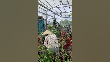 Sáng nay nắng đẹp#nhatrangsadec #trongrausanthuong #thuytrangsadec