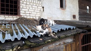 Homeless kittens // Help kittens // three kittens! by Cat House 103 views 2 years ago 5 minutes, 1 second