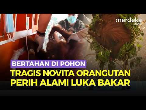Tragis Nasib Novita Orangutan Korban Karhutla Kalteng, Kaki Terbakar Bertahan di Pohon
