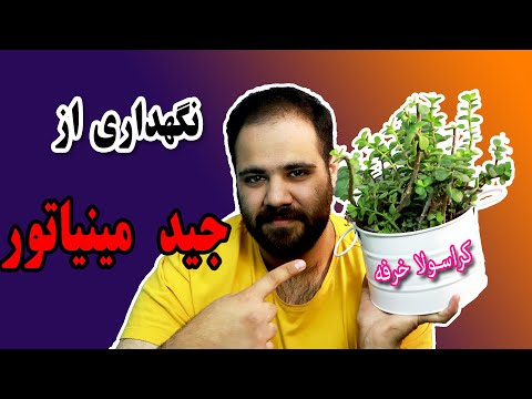 روش نگهداری از جید مینیاتور