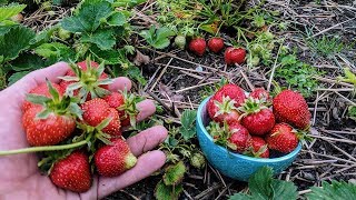 Szépen Terem Az Eper Idén.