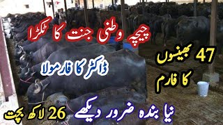 Buffalo Successful Business ideas in Pakistan | Cattle Farm | Buffalo Farm |