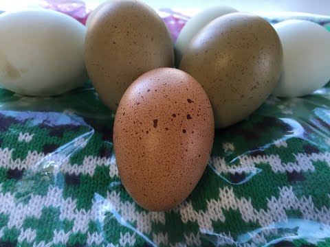 A Welsummer Laid Her First Egg