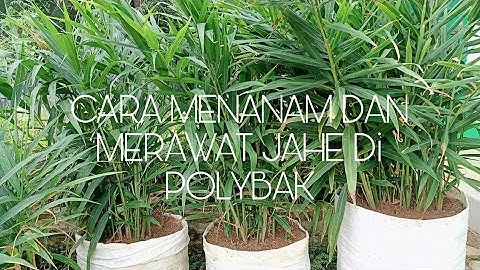CARA MENANAM DAN MERAWAT JAHE DI POLYBAK