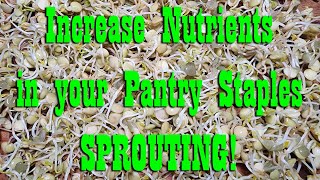 Add Nutrients to your Diet Sprouting Lentils & Beans