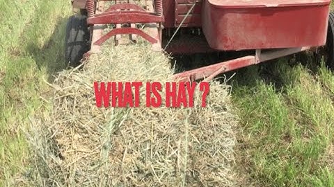 What is Hay, and how