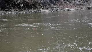 OHIO STEELHEAD Bobber Downs-Conneaut Creek