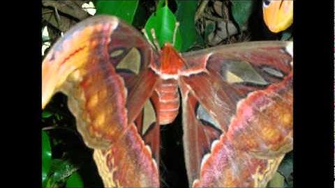 سورة التغابن لاجمل الاصوات وباجود تسجيل للشيخ مشاري بن راشد العفاسي