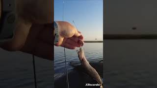 щурята атакуют приманку как взрослые щуки #fishing #рыбалка #щука