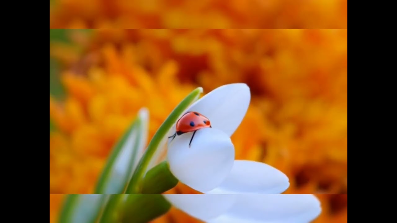 Mənim eșgim Azerbaijani Song  🎵 🎶  (by Ilham Gamidov)