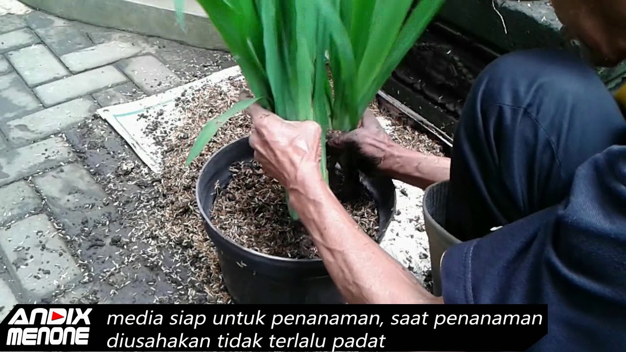 Membuat media tanam, terbukti tanaman tumbuh dengan cepat dan sehat