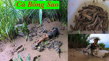 Trúng Ổ Cá Bóng Sao  Trong Rừng Sác Cần Giờ