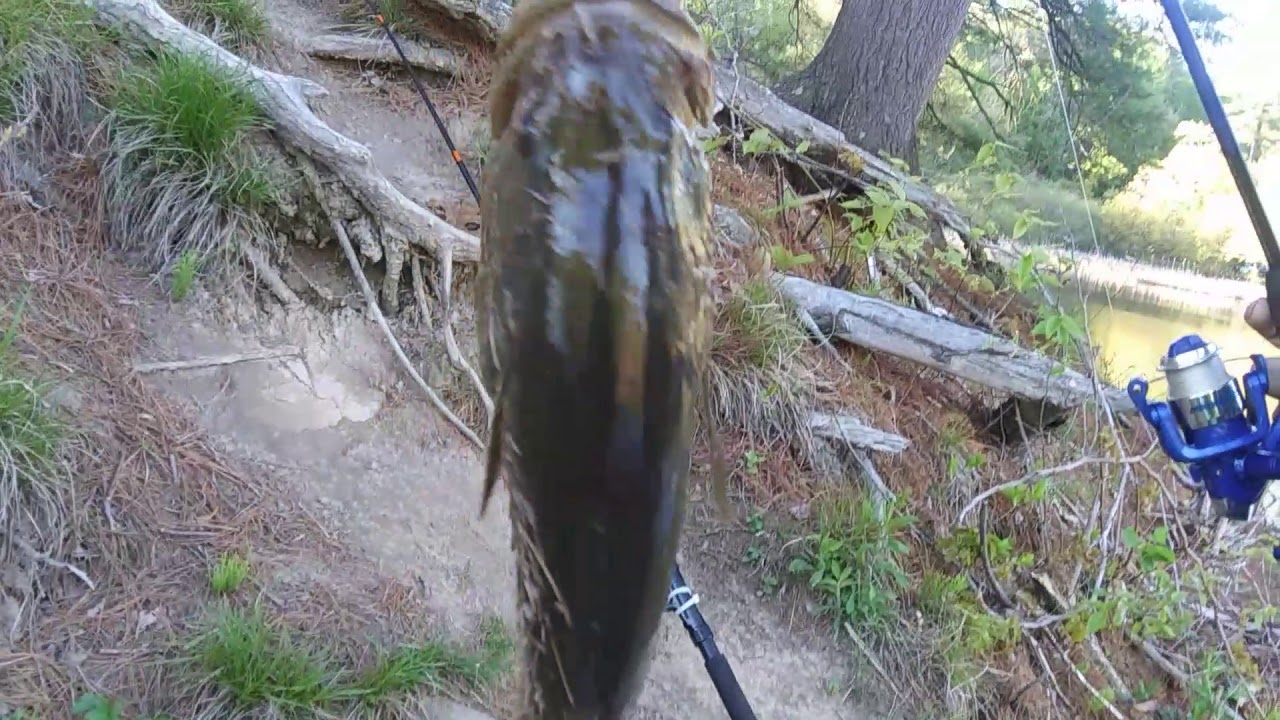 Fishing #82 That's a Huge Largemouth Bass! 