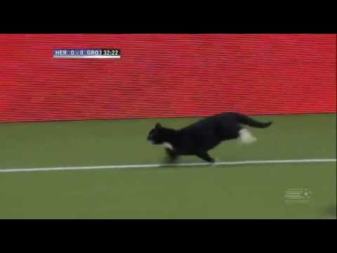 Gato invade o campo e faz a festa dos torcedores em jogo do Holandês