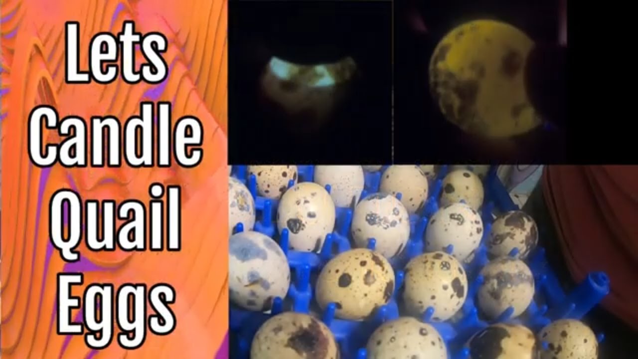 How To Candle Coturnix Quail Eggs YouTube