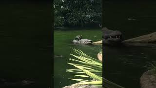 Turtle Rides Alligator Friend! #Shorts #Turtles #Alligators