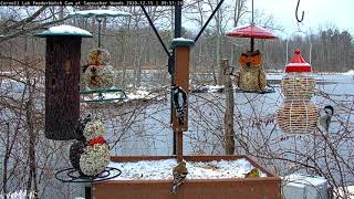 Snowy Day In Sapsucker Woods Brings Birds To Busy Feeders – Dec. 15, 2020