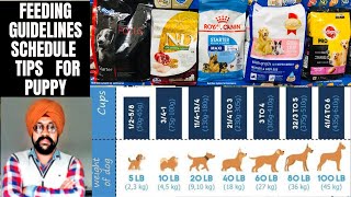 Feeding Guidelines | Schedule | Tips | How Much Food Should I Feed and Which Company My Puppy?